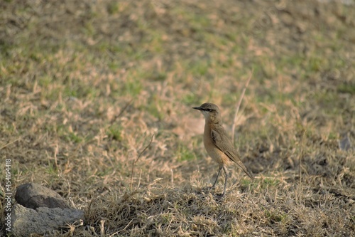 Bird on field 
