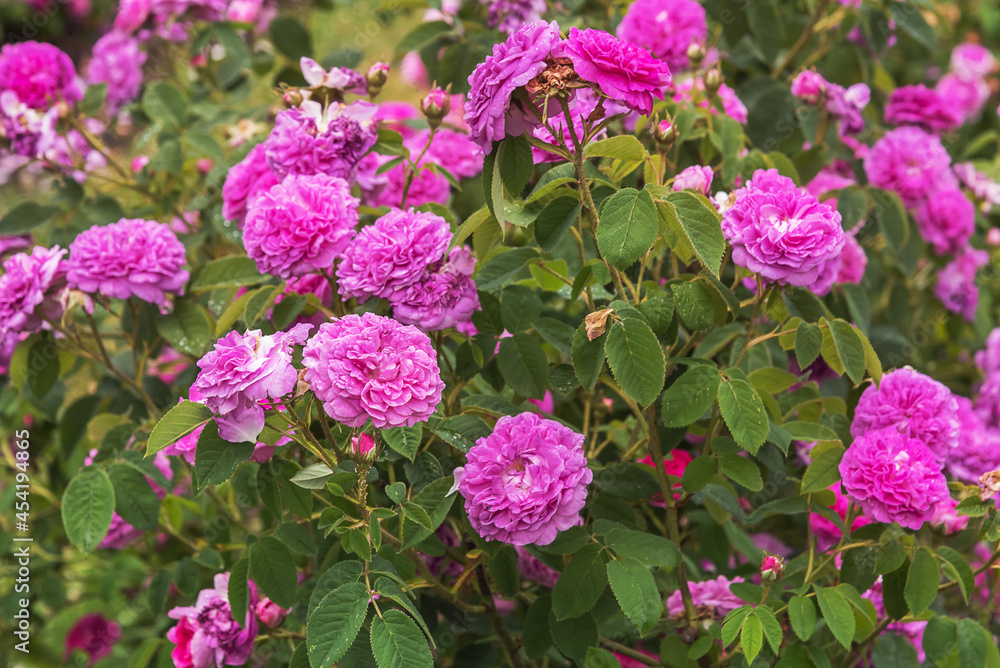 Rosa damascena, Damask rose. Rose Blush Damask. Selected sorts of exquisite roses for parks, gardens