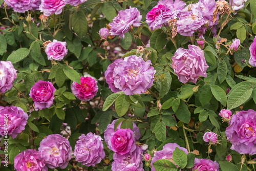 Rosa damascena, Damask rose. Rose Blush Damask with fine fragrance. Selected sorts of Old Roses for parks, gardens © Natalia
