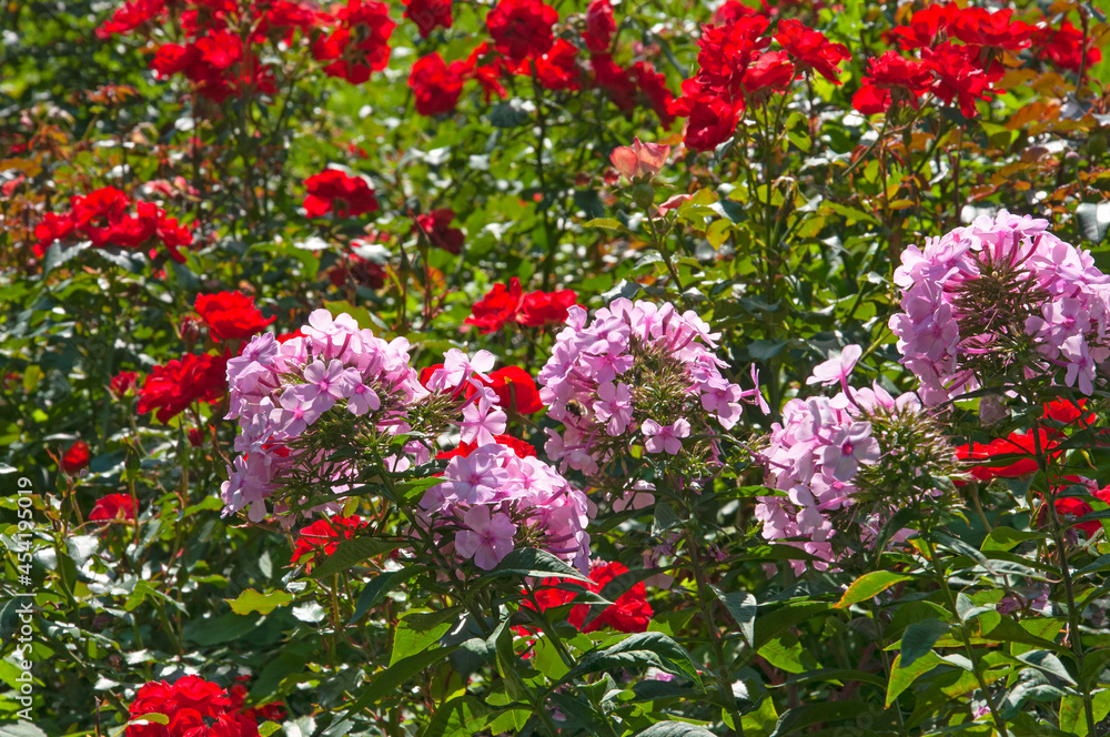 Bright beautiful pink flowers Phlox and red Rósa close-up in a flower garden in a city garden