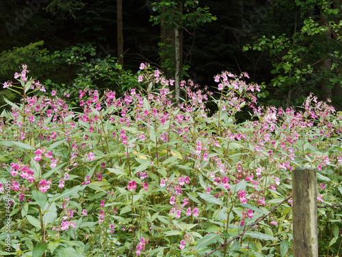 Impatiens glandulifera or Himalayan balsam, invasive plant at the edge of a path in the Black-Forest photo