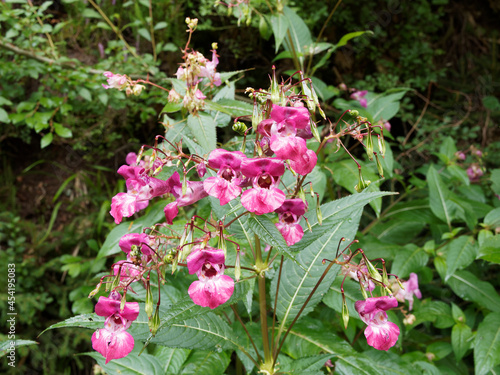 Impatiens glandulifera or himalayan balsam or kiss-me-on-the-mountain. Pink and reddish flowers with white spots like hooped shape