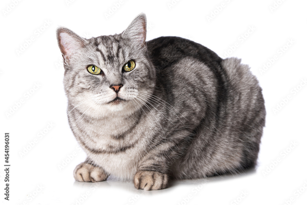 Fototapeta premium Silver tabby cat isolated on white