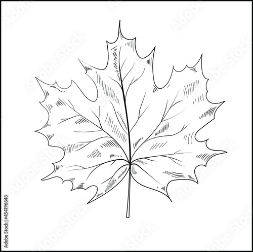 Maple Leaf. Vector maple autumn drawing leaf. Isolated object. Hand drawn detailed botanical illustration. autumn foliage