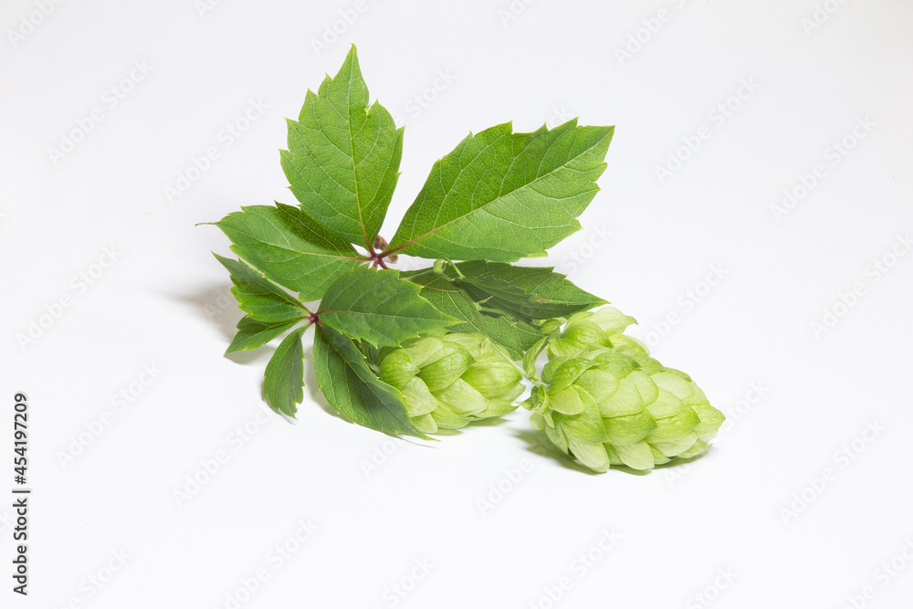 hop inflorescence on white background hop inflorescence on white background