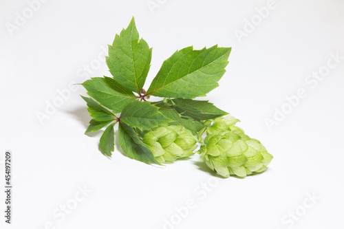 hop inflorescence on white background