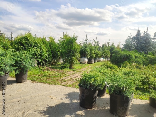 sale of coniferous evergreen plants in the garden center. thuja, decorative pines, firs, junipers in the garden in a row
