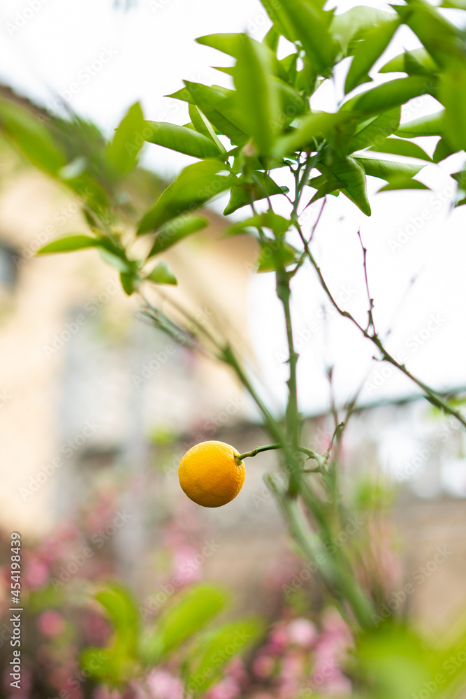 Orange in the garden tree