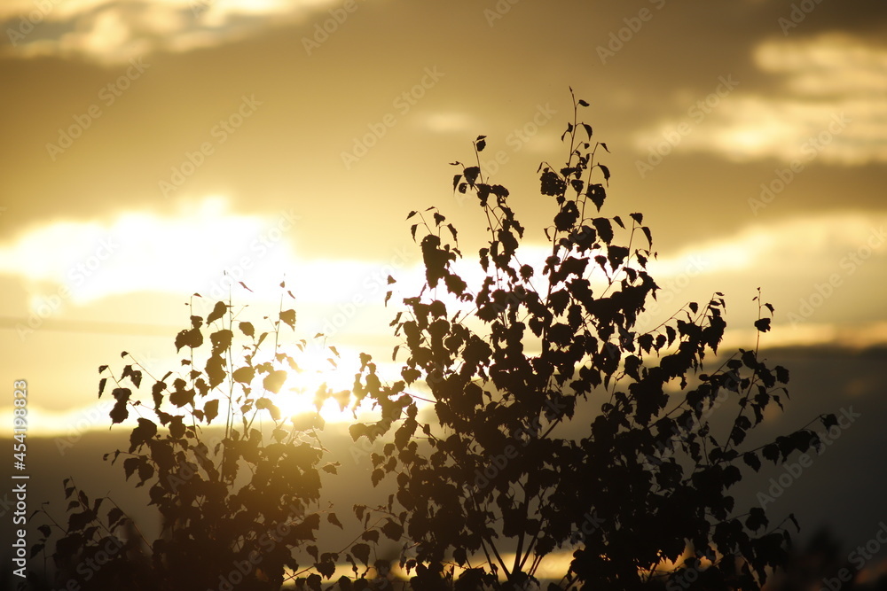 Fototapeta premium Drzewo liściaste na tle zachodzącego słońca