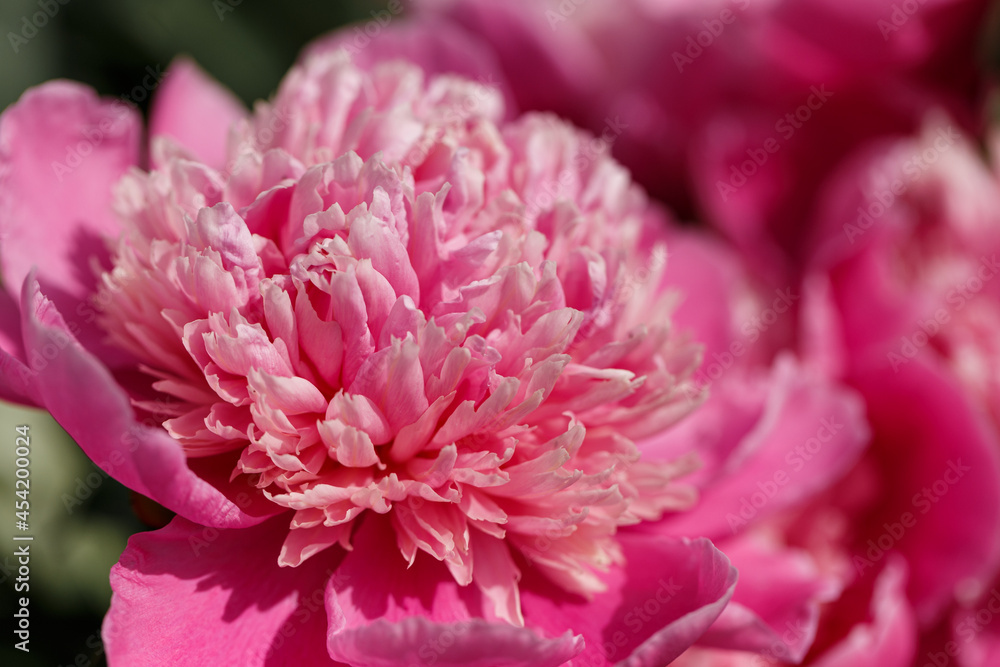 Colorful summer background of pink peonies flowers. Summer, spring concepts. Beautiful nature background. Macro view of abstract nature texture. Template for design. Soft focus. Copy space