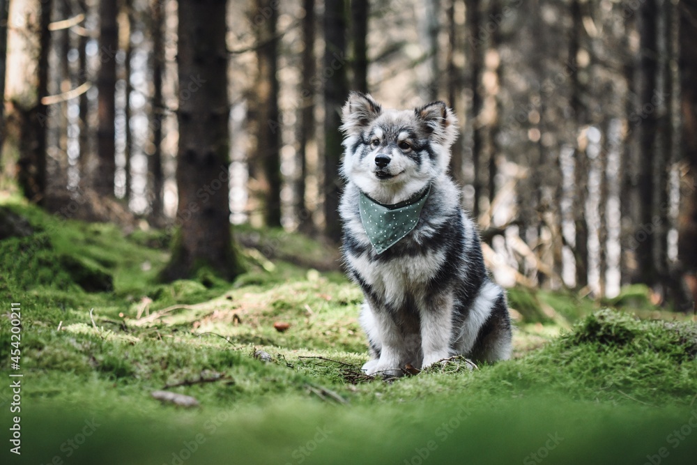 Portrait of a purebred Finnish Lapphund dog