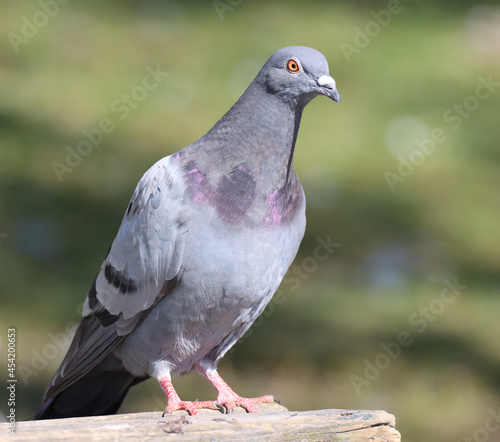 Photography Rock dove