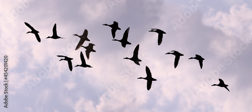 Flight of a flock of ducks against the background of the evening sky.