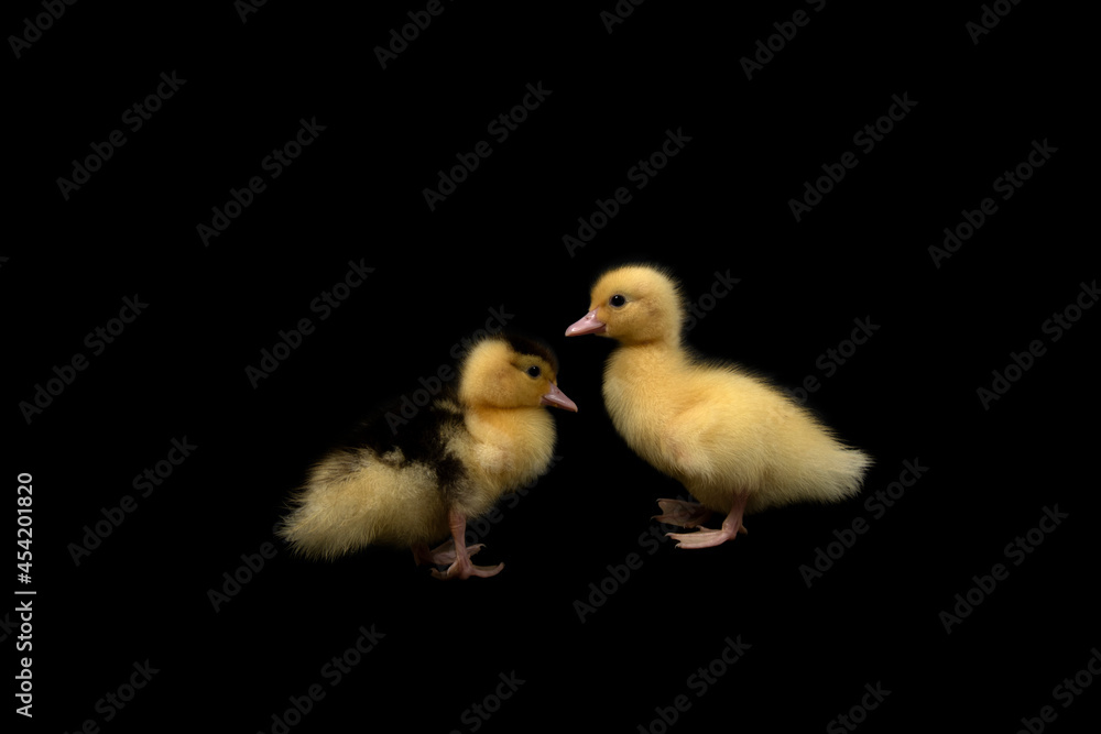 Cute duck isolated on black background Cute duck isolated on black background