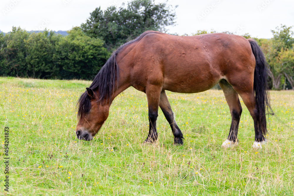 Fat elderly bay pony enjoying grazing on grass in her field on a summers day in rural Shropshire.