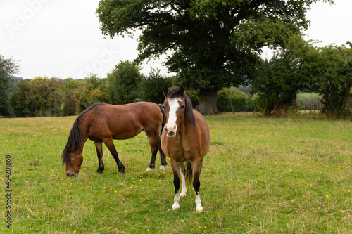 Two ponies grazing in field in rural Shropshire, both fat and overweight enjoying the summer grass in their large field.