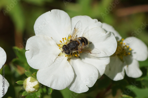 European drone fly, Eristalis arbustorum (maybe the similar Eristalis abusiva) on white flowers of shrubby cinquefoil (Potentilla fruticosa 'Abbotswood'), family Rosaceae. Dutch garden. Summer, August