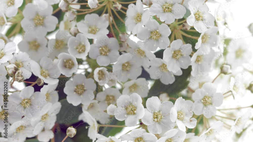 Spring Spirea flowers opening. Beautiful Spring Spirea tree blossom open timelapse, extreme close up. Time lapse of Easter fresh white tiny flowers blossoming closeup. Blooming backdrop on white 4K Spring Spirea flowers opening. Beautiful Spring Spirea tree blossom open timelapse, extreme close up. Time lapse of Easter fresh white tiny flowers blossoming closeup. Blooming backdrop on white 4K