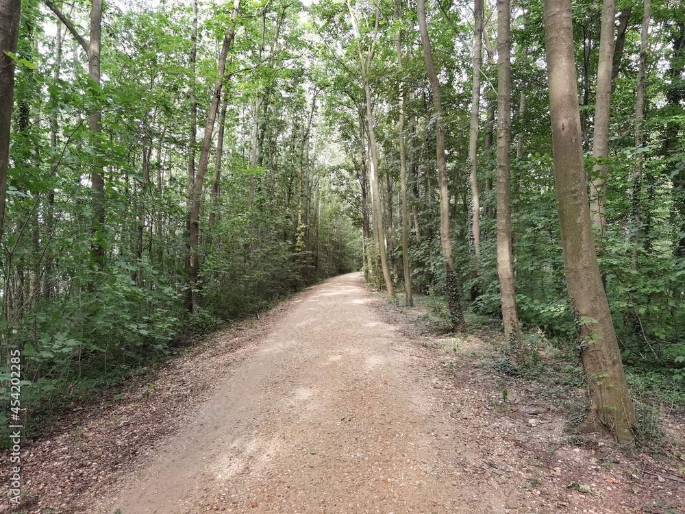 Forest and forest paths in summer in Germany Forest and forest paths in summer in Germany
