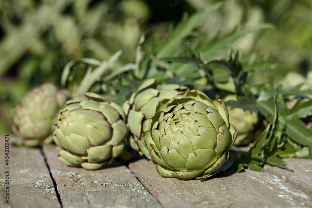 Obraz premium Fresh artichoke globes on wooden table in garden