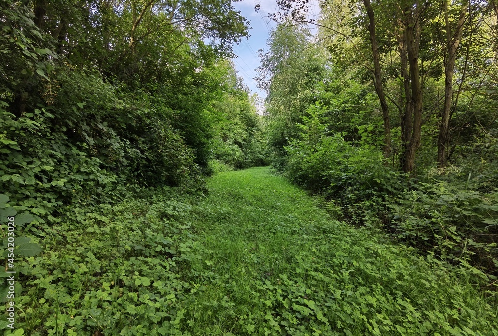 Forest and forest paths in summer in Germany Forest and forest paths in summer in Germany