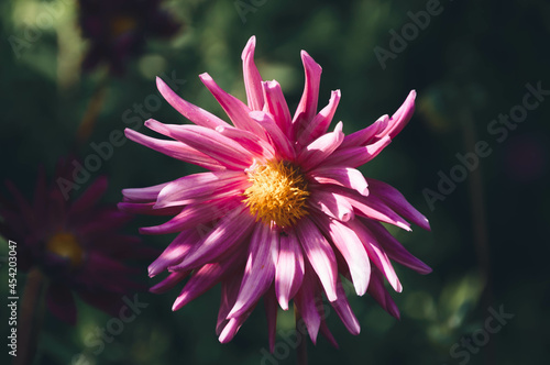 Tablou pe pânză Flower