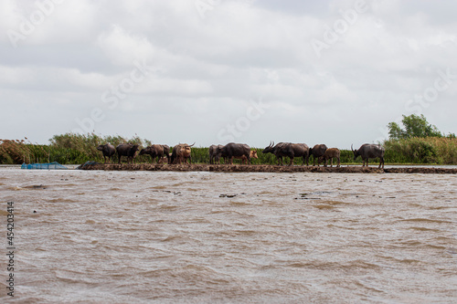 thale noi bird watching park