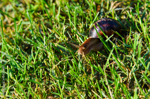 A huge Achatina snail crawls on green grass in the early morning. Selective focusing.