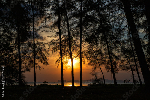 pine trees at sunset