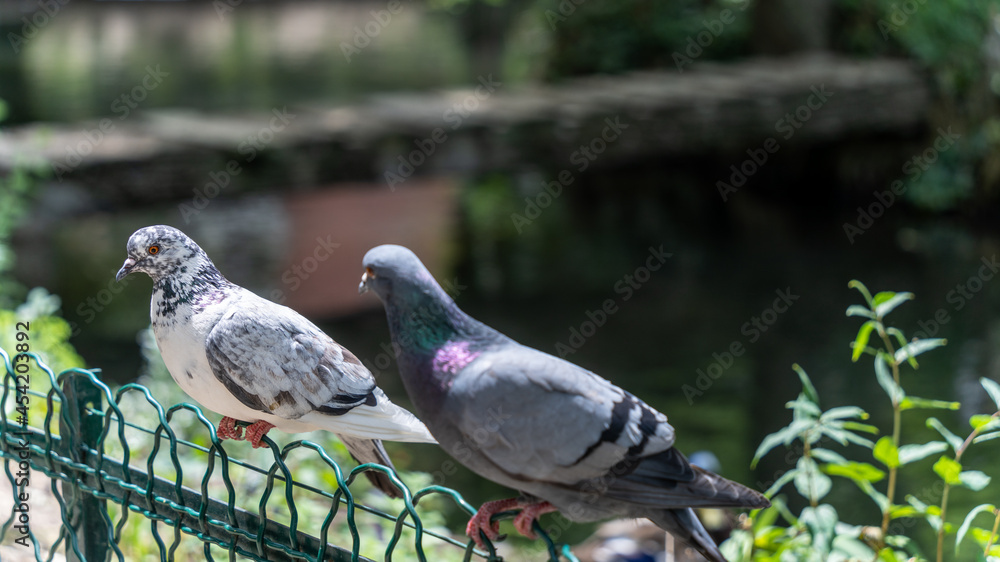 Obraz premium Portrait of a white pigeon spotted with blue gray. Depigmentation of the plumage called vitiligo 