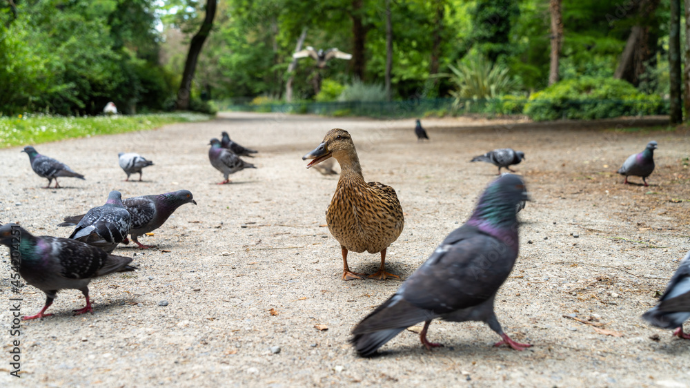Obraz premium Curious female duck walking towards camera, view close to the ground 