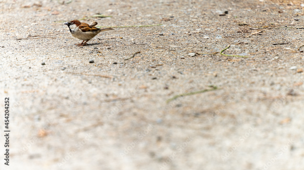 Portrait of a house sparrow on the ground	