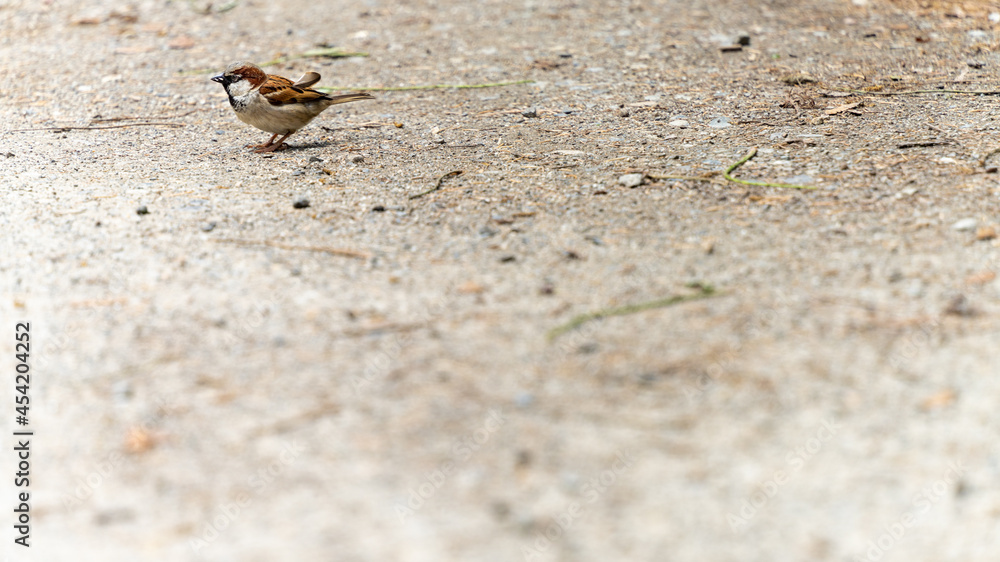 Portrait of a house sparrow on the ground Portrait of a house sparrow on the ground