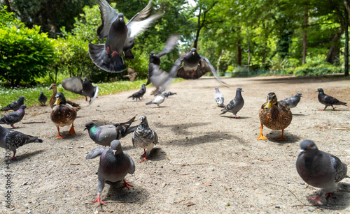 Large gathering of pigeons jostling each other. View close to the ground	 photo