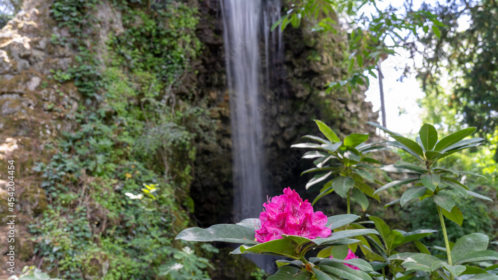 Water flowing along the stones covered with moss and beautifull pink flowers, in the middle of nature, in spring Water flowing along the stones covered with moss and beautifull pink flowers, in the middle of nature, in spring
