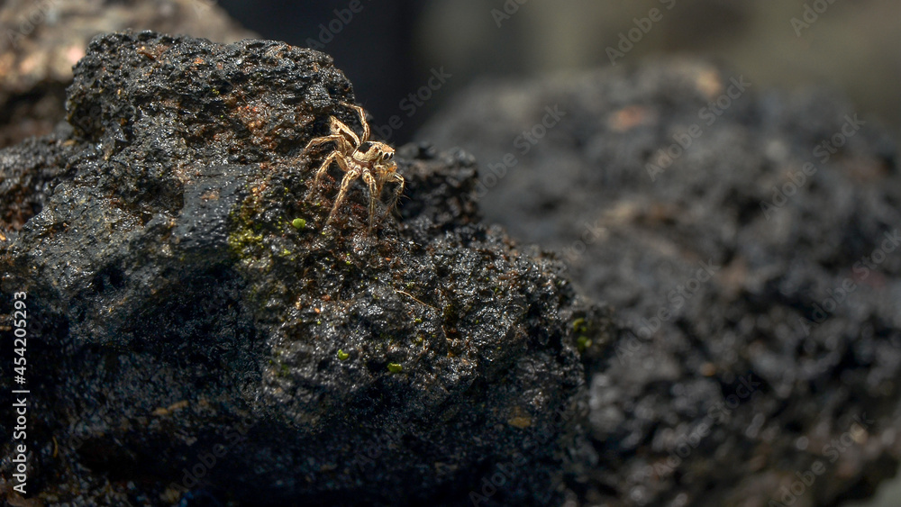 Spider Spider