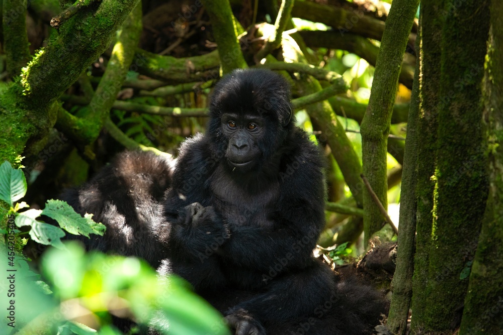 Mountain gorilla in the Mgahinga national park. Gorila have a rest in the forest. Rare wild animal in the Uganda. Walking in tha rain forest. Mountain gorilla in the Mgahinga national park. Gorila have a rest in the forest. Rare wild animal in the Uganda. Walking in tha rain forest.