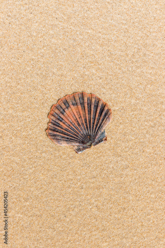 Scallop shell on the sand, Ria Formosa, Natural Park, Algarve