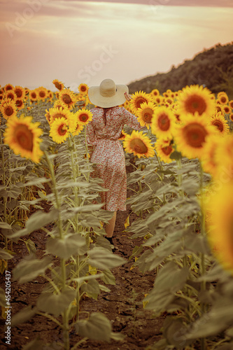 sunflower in a field of sunflowers