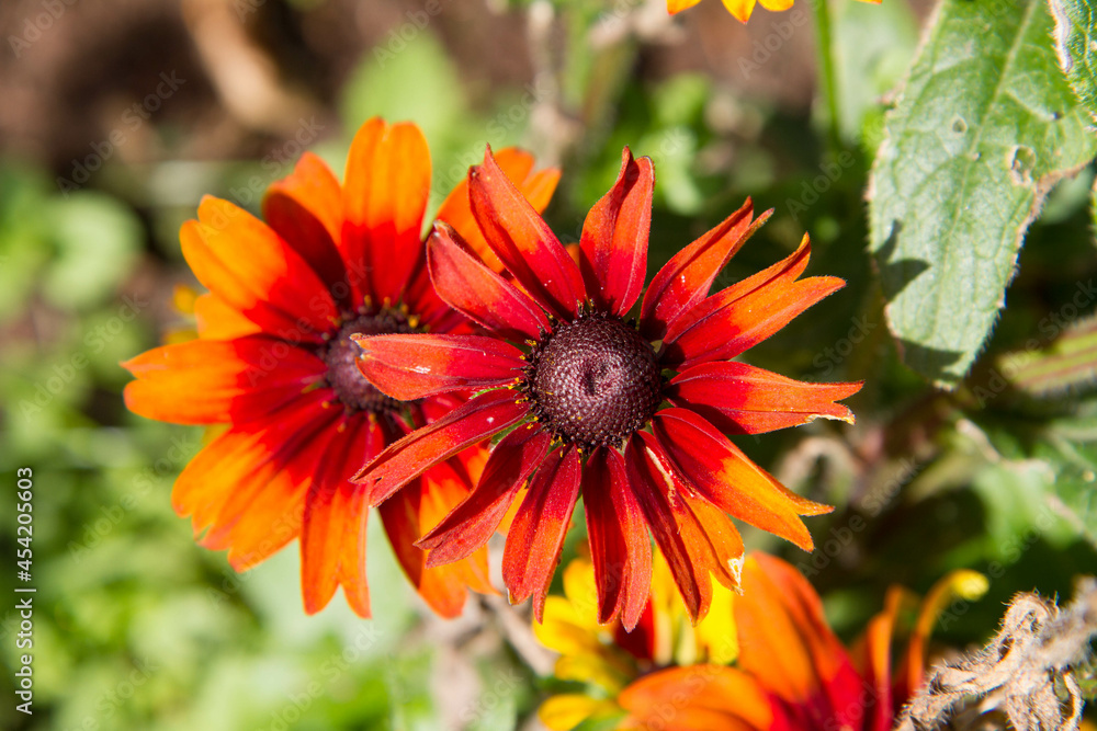 The Rudbeckia blooming in a garden The Rudbeckia blooming in a garden