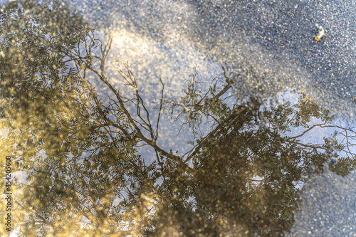 The green tree is reflected in a puddle on the asphalt after the rain