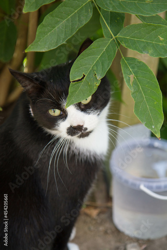 Young black and white cat in a garden	
 photo