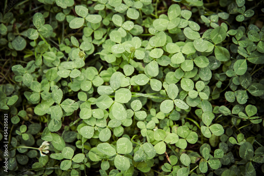 Clover plant in close up - a nature background Clover plant in close up - a nature background