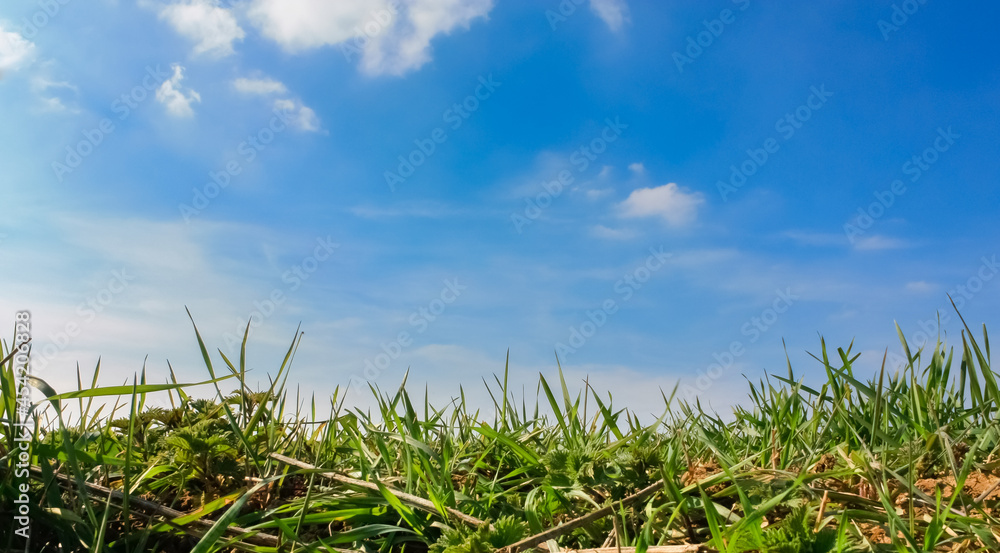 l'herbe d'un champ