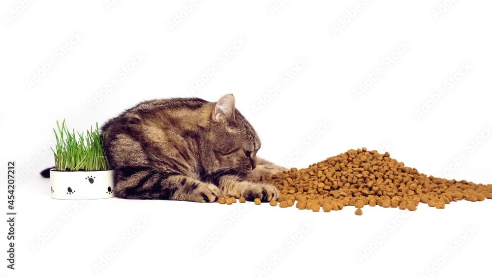 The cat lies among the dry food. Isolated on a white background, the cat lies among the mountains of food and licks its lips. The cat lies among the dry food. Isolated on a white background, the cat lies among the mountains of food and licks its lips.