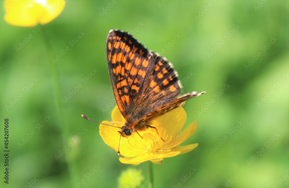 Fototapeta premium butterfly on a flower