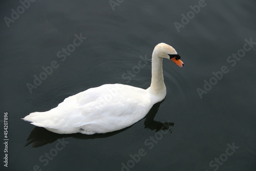 Fototapeta Naklejka Na Ścianę i Meble -  white swan on the water