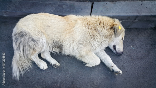 A stray white dog with a special tag or clip on the ear. Solving the problem of socialization and accounting of stray dogs. A stray Dog is lying on the street on the asphalt.
