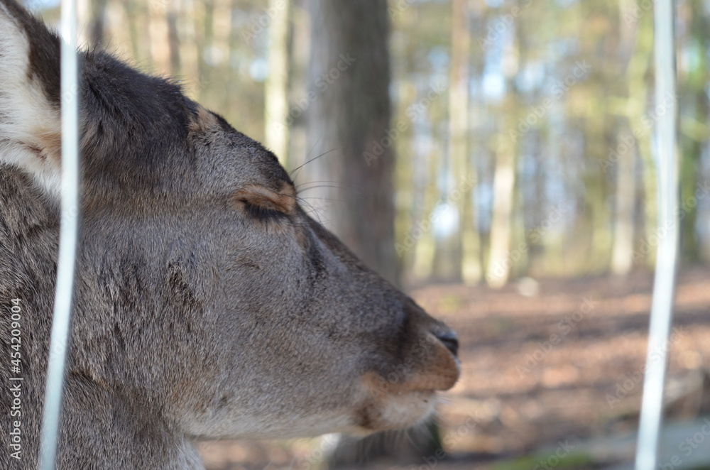 Fototapeta premium Hirscho