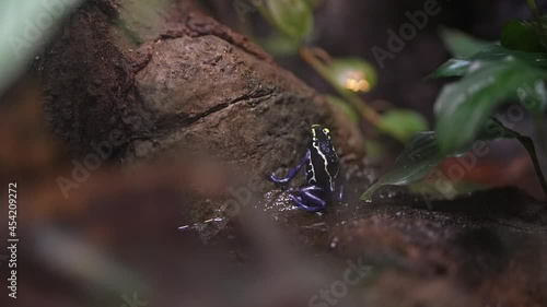 This video shows a colorful Dyeing Poisonous Dart Frog (Dendrobates tinctorius) hoping around a lush rainforest environment.